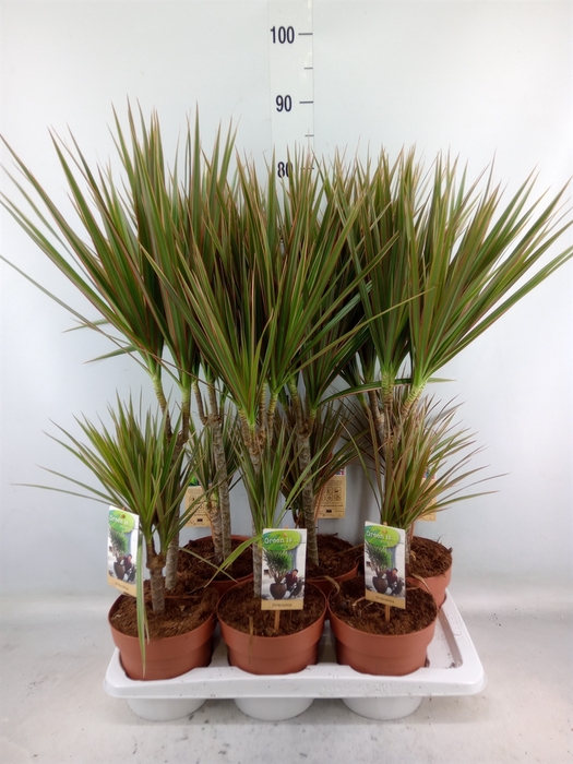 <h4>Dracaena marg. 'Bicolor'</h4>