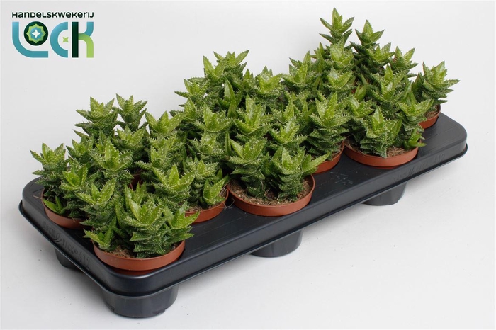 <h4>Aloe overig</h4>