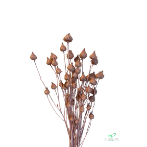 DRIED FLOWERS - AARDBEIENDISTEL LICHTROZE 100GR