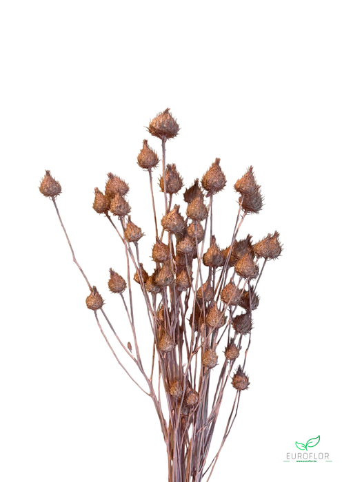 DRIED FLOWERS - AARDBEIENDISTEL LICHTROZE 100GR