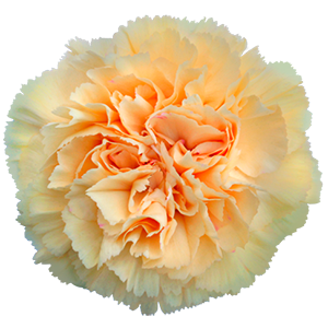 <h4>DIAN.ST. Crimea Colibri</h4>