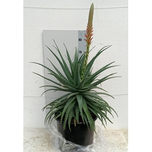 ALOE ARBORESCENS