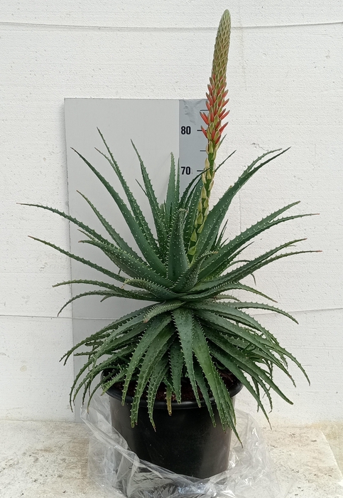 <h4>ALOE ARBORESCENS</h4>