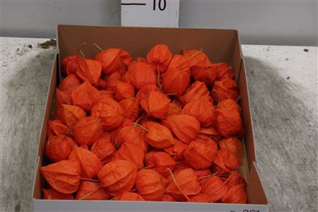 Cuc Physalis Lampion Los