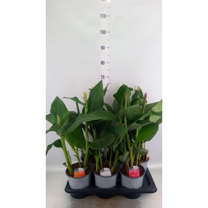 Canna  'Cannova'   ...mix