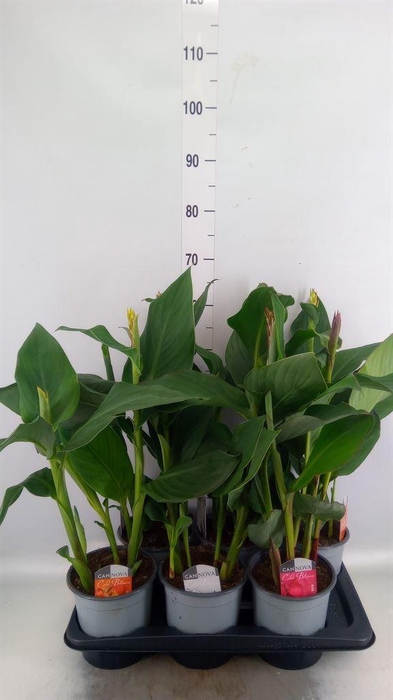<h4>Canna  'Cannova'   ...mix</h4>