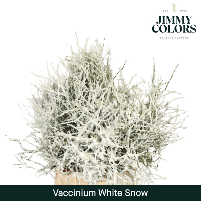 <h4>Vaccinium L50 Snow white</h4>