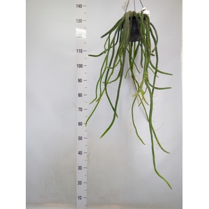 Cereus   ...