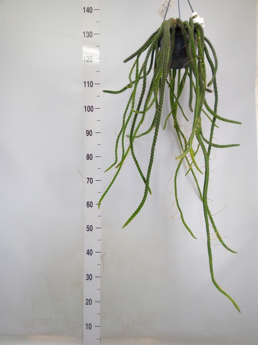 <h4>Cereus   ...</h4>