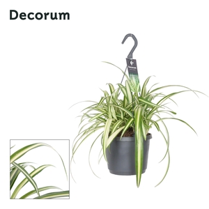 CHLOR COM VARIEGATUM