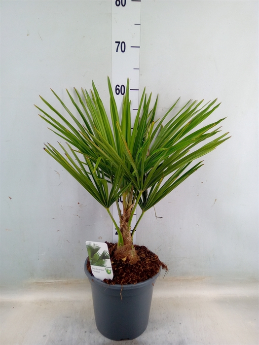 <h4>Trachycarpus fortunei</h4>