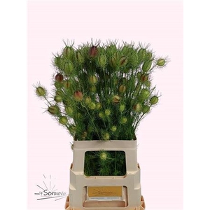 Nigella D Green/ Red Zd