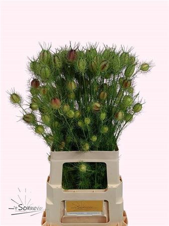 <h4>Nigella D Green/ Red Zd</h4>