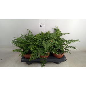 Asplenium parvati