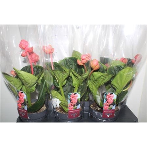 Medin Mag Lambada 2 Flower