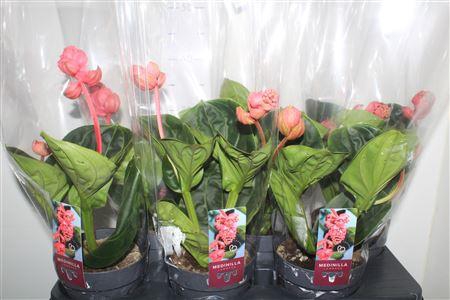 <h4>Medin Mag Lambada 2 Flower</h4>