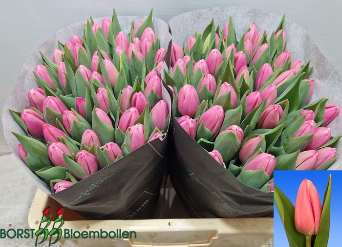 <h4>TU EN MILKSHAKE</h4>