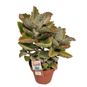Kalanchoe Beharensis Fang X L