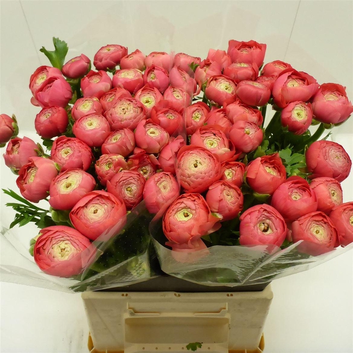 <h4>Ran Success Fragolino</h4>