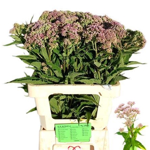 EUPAT PURPUREUM