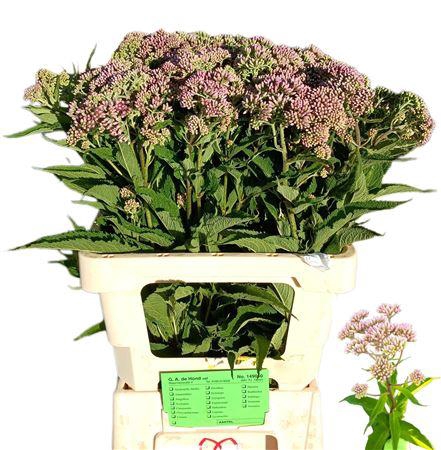 <h4>EUPAT PURPUREUM</h4>