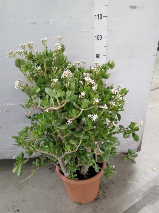 <h4>Crassula ovata</h4>