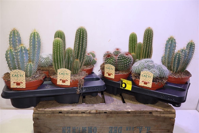 <h4>arr8 Cactus Gem</h4>