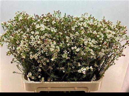 <h4>Chame Blondie</h4>