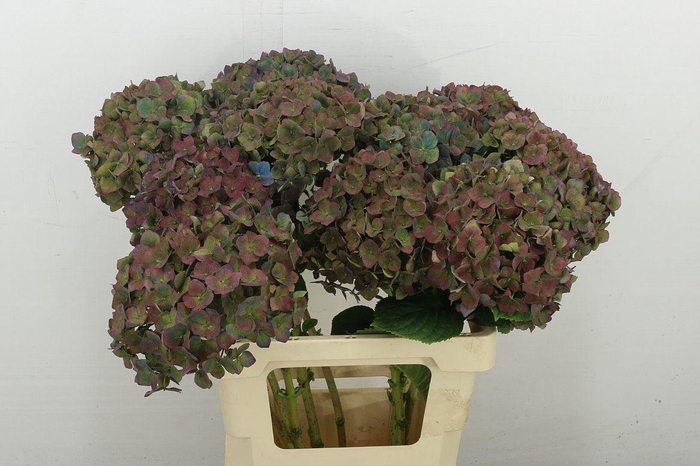 <h4>Hydr M Pimpern Cl</h4>