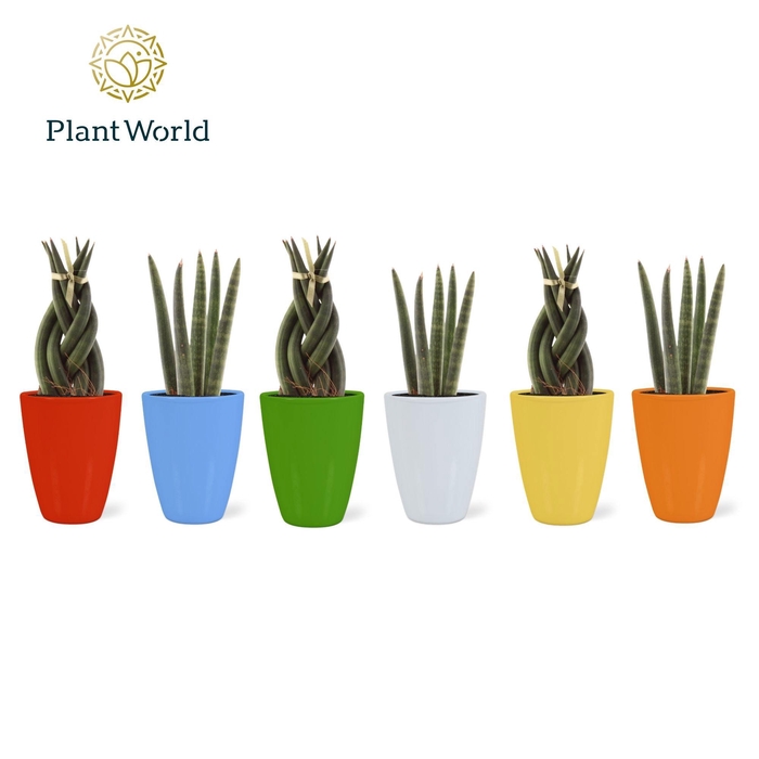 <h4>Sansevieria mix: Twist-Spaghetti in keramiek Osaka</h4>