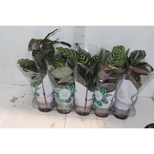 CALATHEA P12 VARIADO