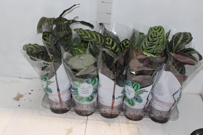 <h4>CALATHEA P12 VARIADO</h4>