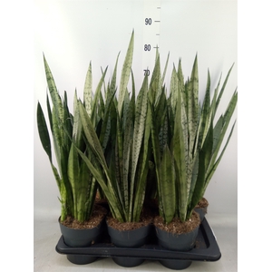 Sansevieria trifa.   ...