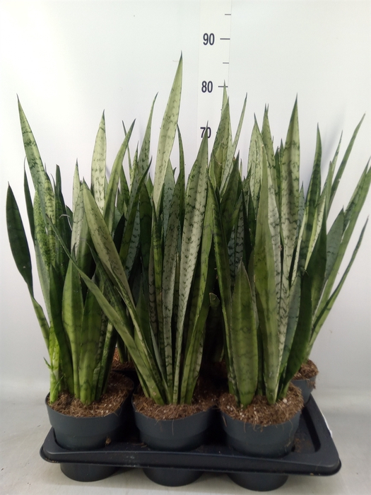 <h4>Sansevieria trifa.   ...</h4>