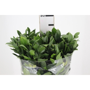 FOLHAGEM RUSCUS 070 CM