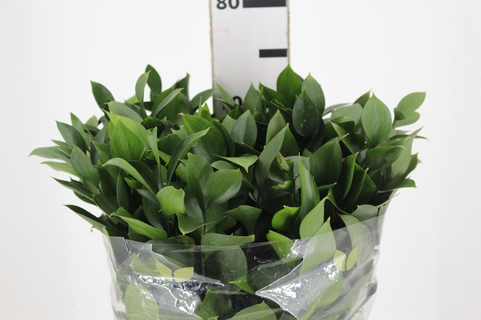<h4>FOLHAGEM RUSCUS 070 CM</h4>