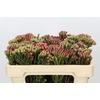 Kaaps Groen Red Brunia Medium