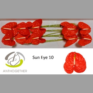 ANTH A SUN EYE