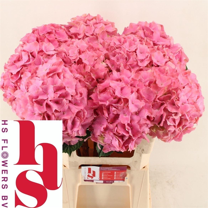 <h4>Hydr M Royal Palace</h4>