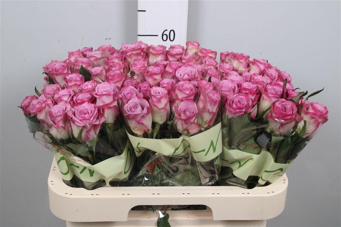 <h4>R Gr Thriller</h4>