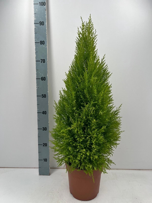 <h4>CUPR MA GOLDC WILMA</h4>