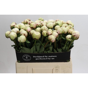 Paeonia Odille XXL