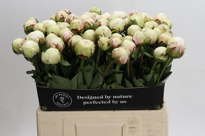 <h4>Paeonia Odille XXL</h4>
