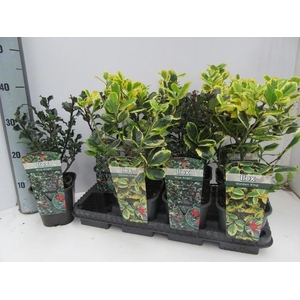 ILEX OV
