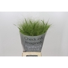 Panicum Fountain