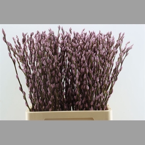 Salix Wilgenkatjes D. Lila 70cm P Stem