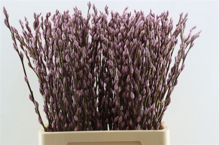 <h4>Salix Wilgenkatjes D. Lila 70cm P Stem</h4>