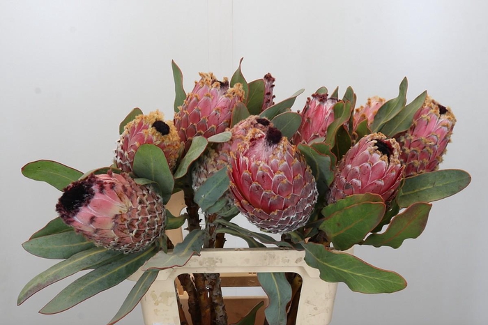 <h4>Protea Barbigera Air</h4>