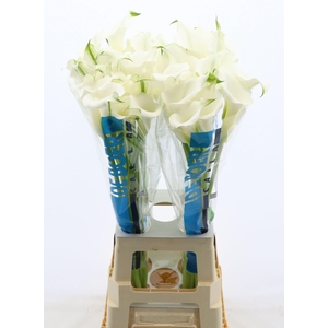 Calla White Mambo