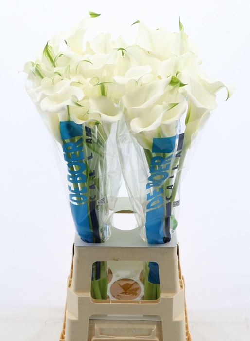 <h4>Calla White Mambo</h4>